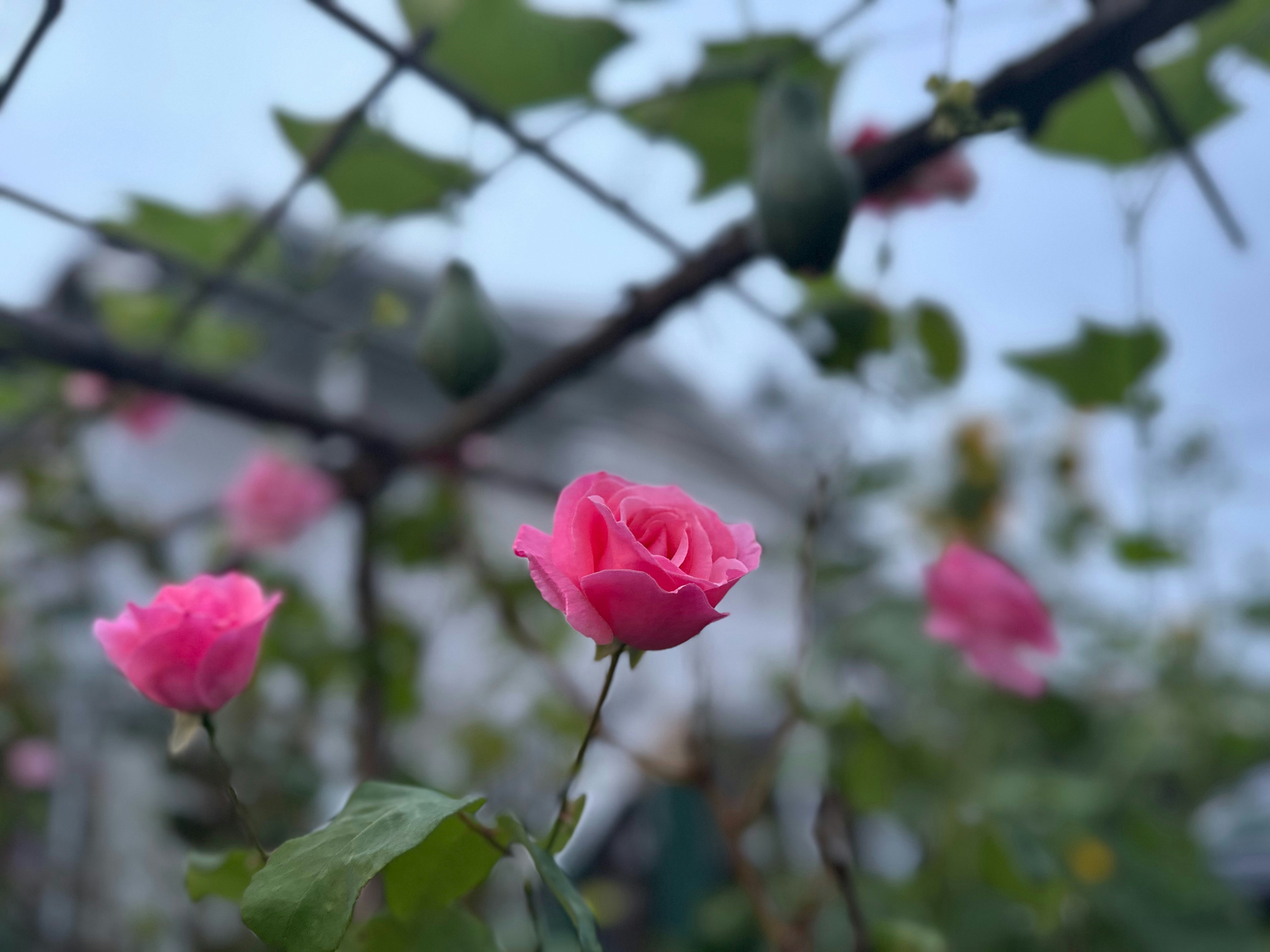 Agente Garden: Rosa de la Libertad