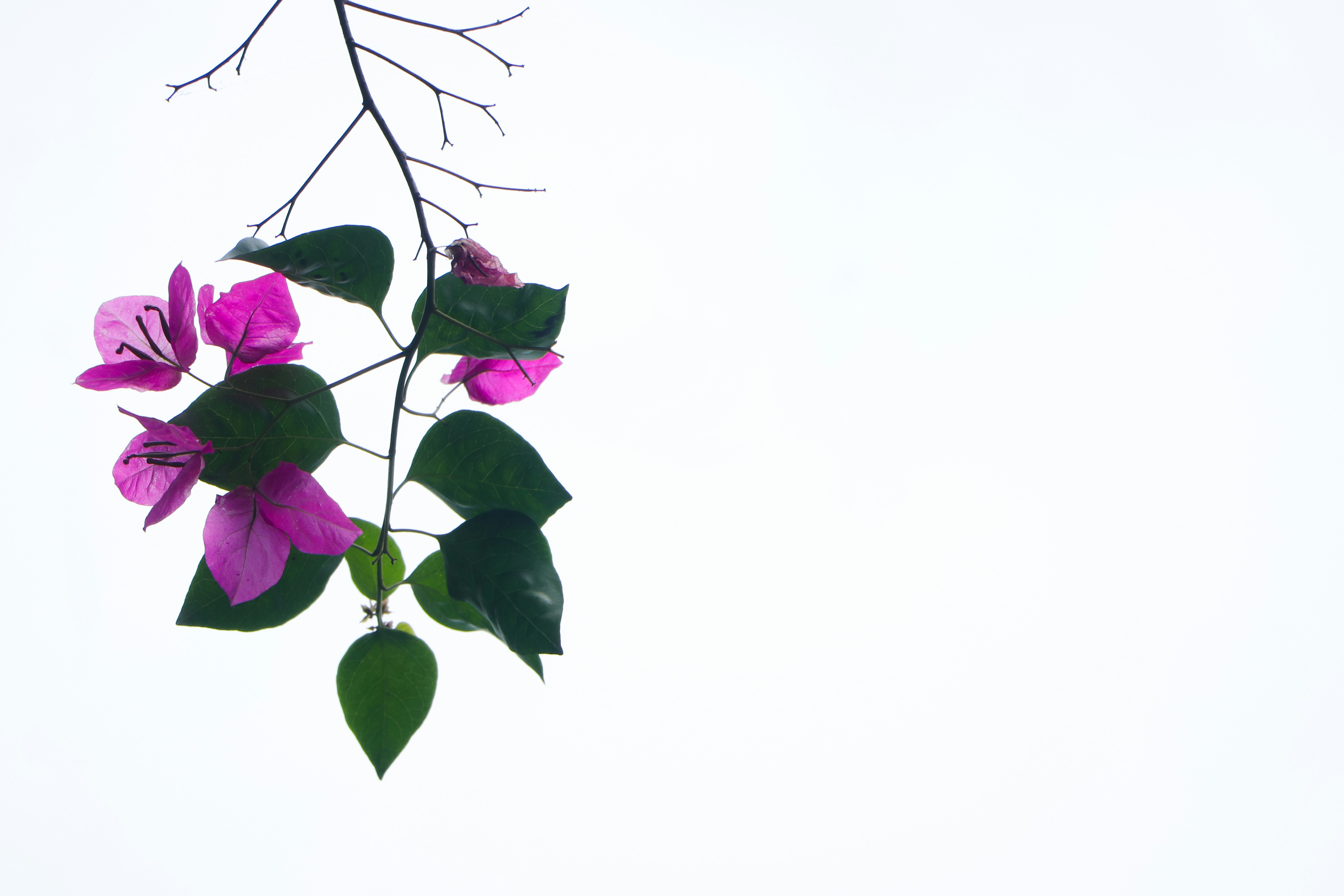 Un modelo de lenguaje multilingüe de acceso abierto con 176 parámetros