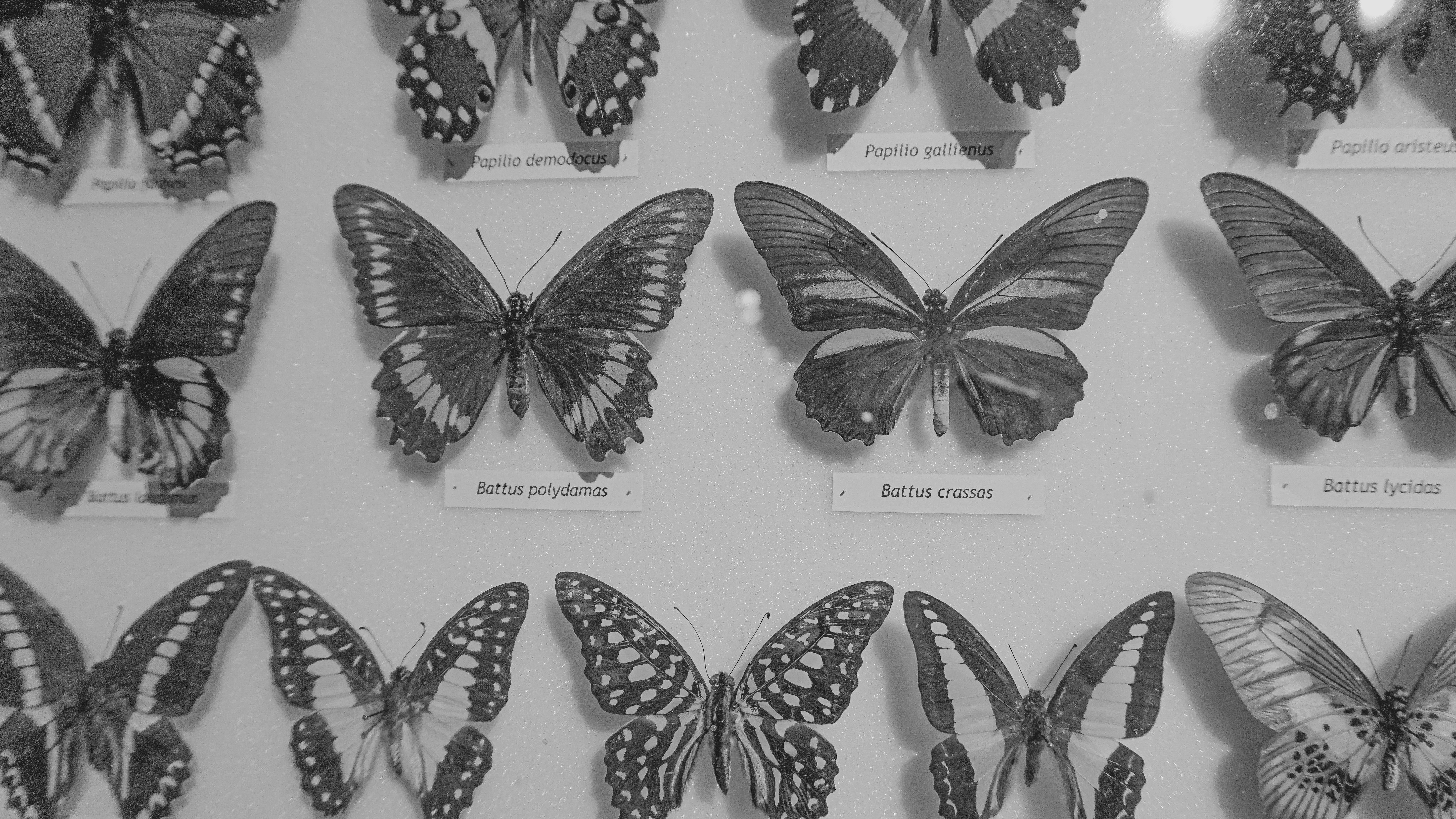 Aprovechando la similitud de la taxonomía para predecir la próxima actividad en el tratamiento de pacientes