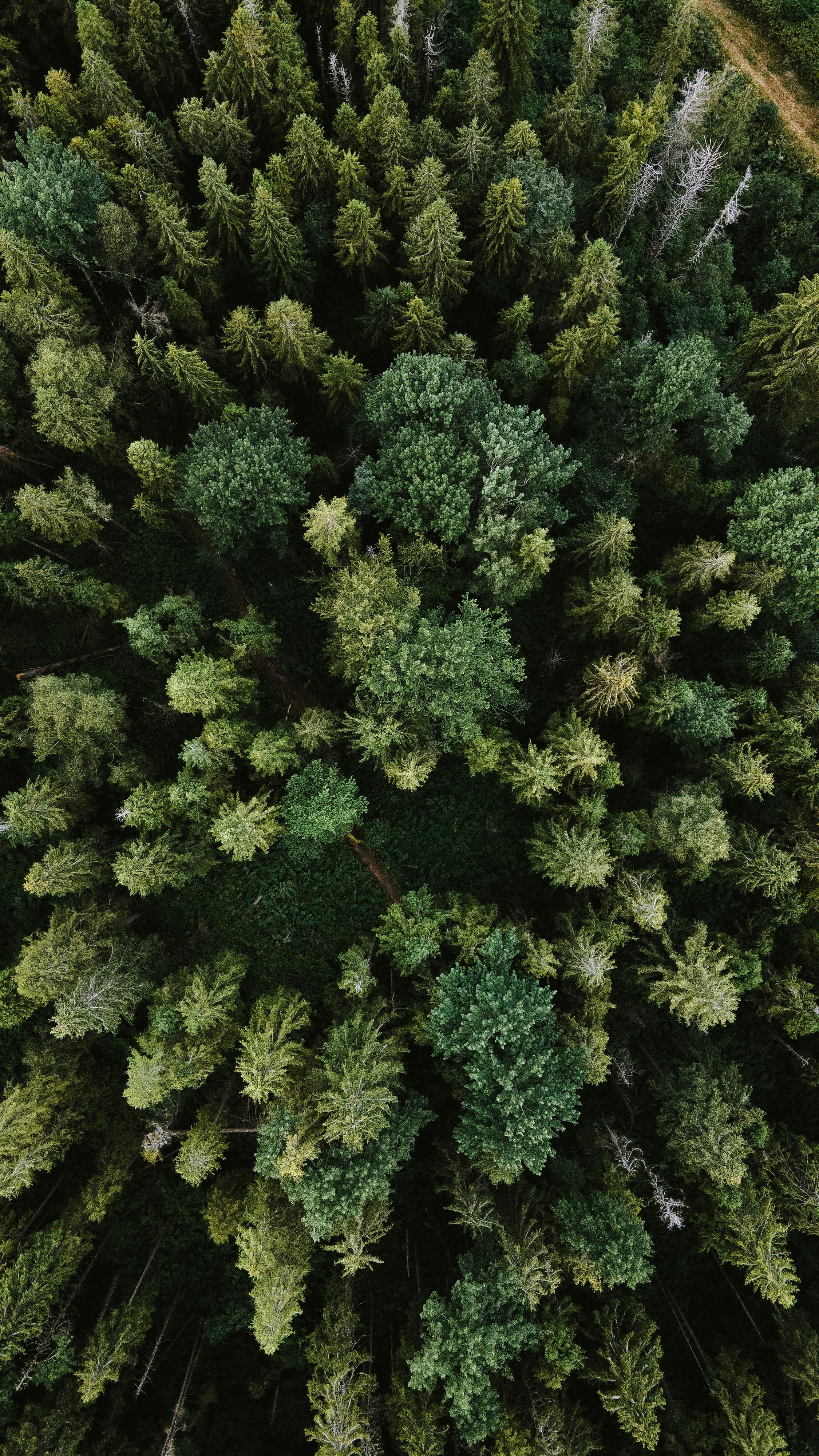 Ventajas estadísticas de árboles oblicuos y bosques aleatorios