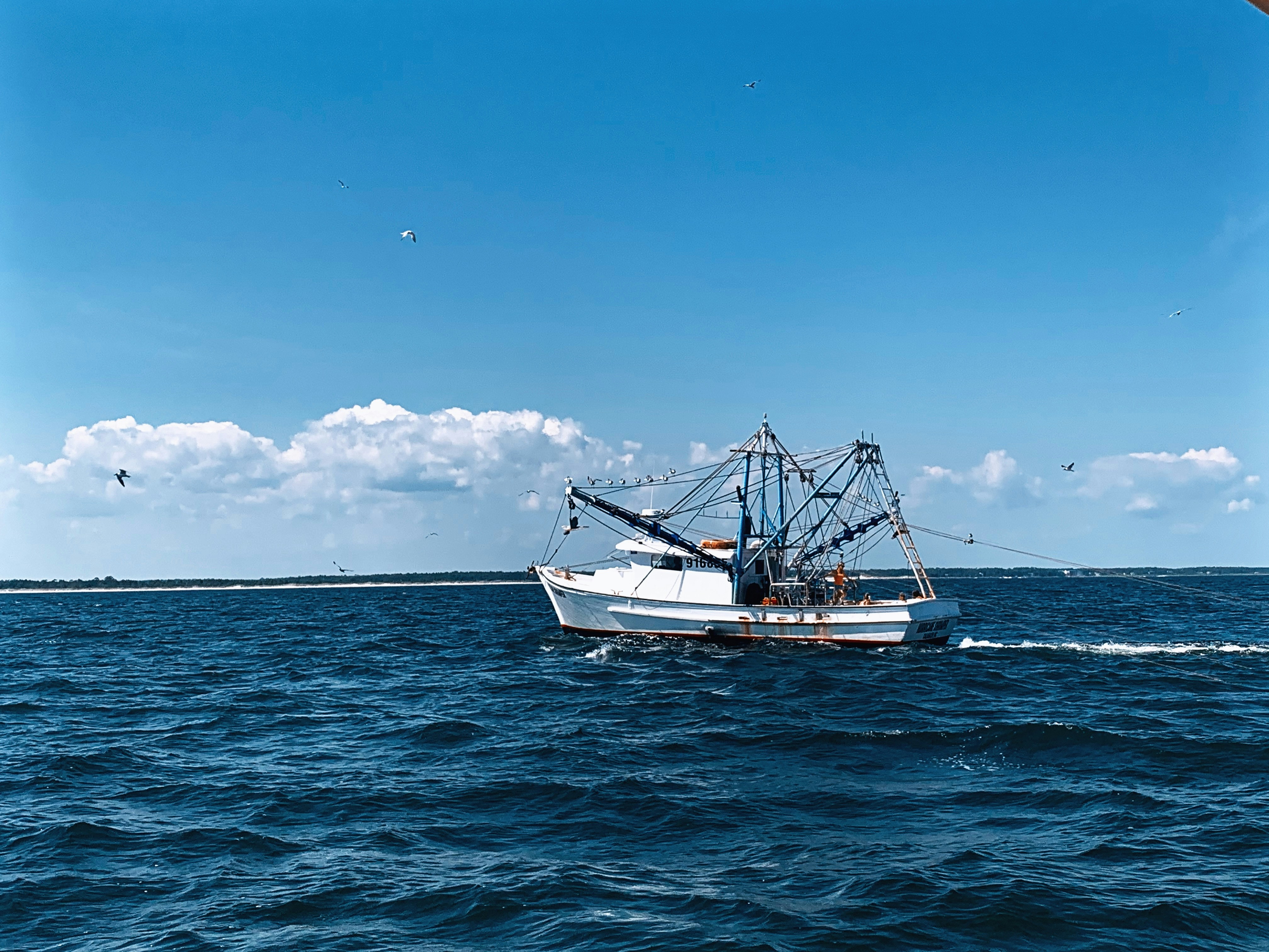 Viernes de calamares: víctimas de la pesca no regulada