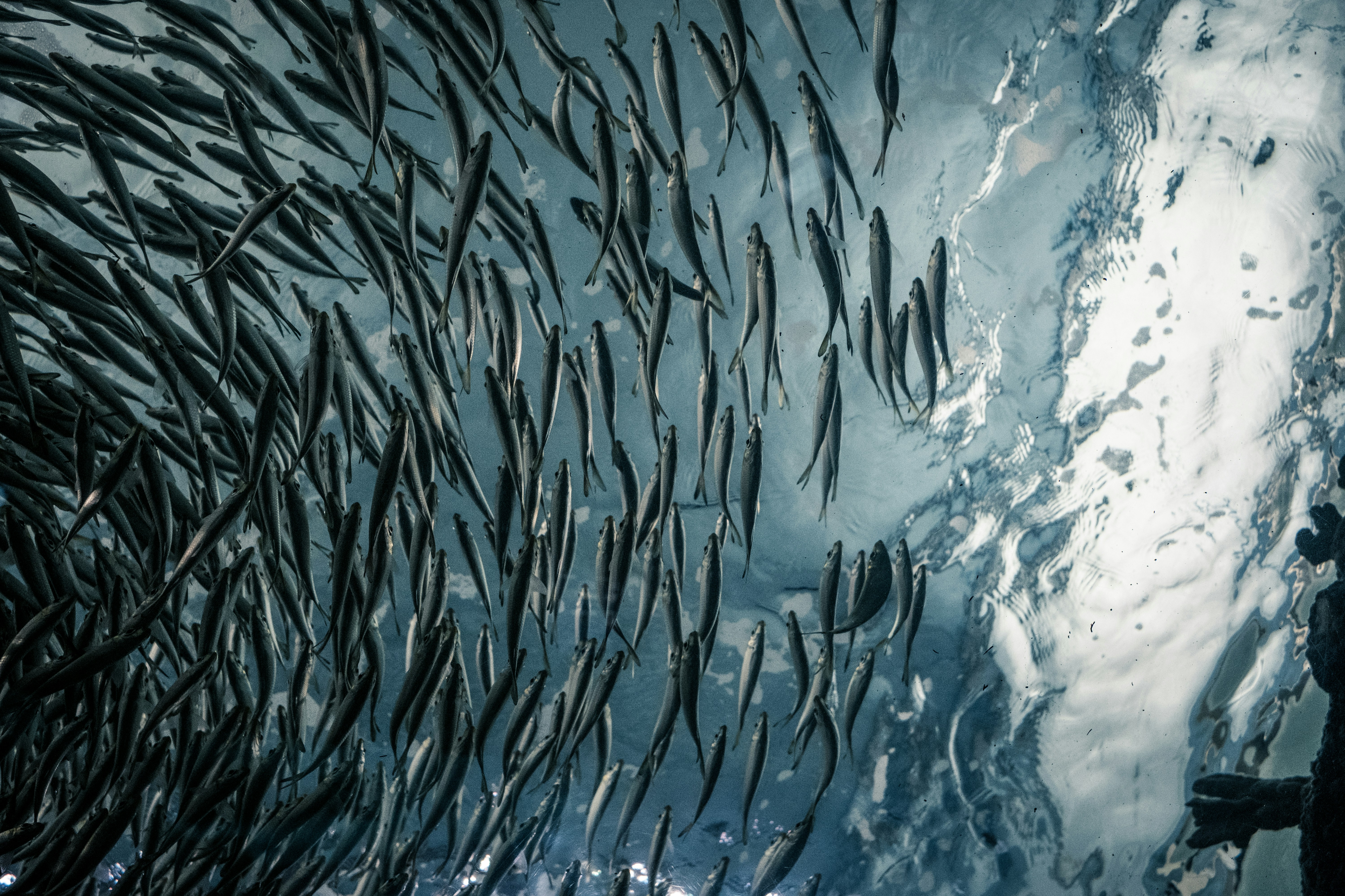 Visión artificial para evaluar respuesta de peces a objetos en acuicultura