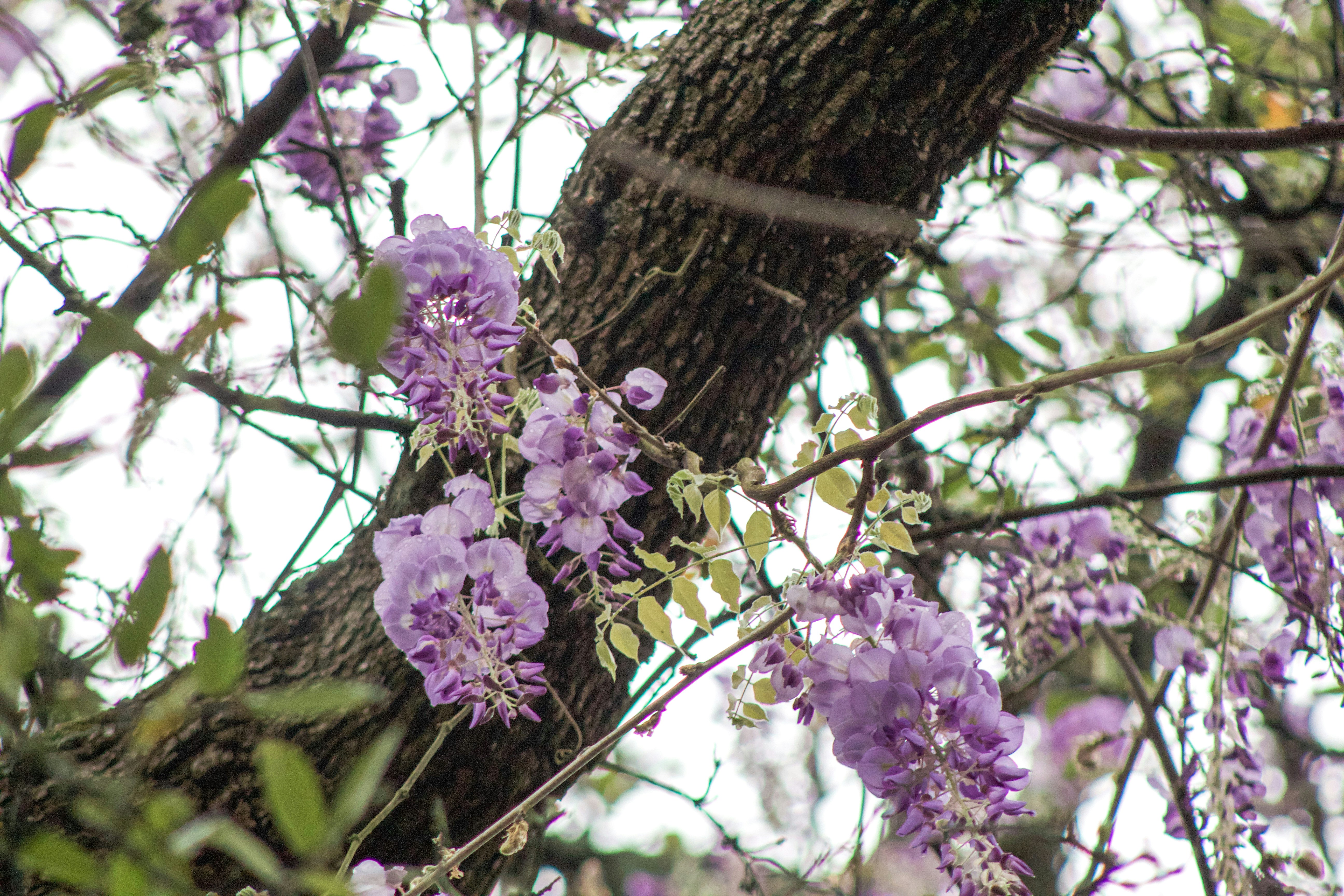 Wisteria: Un marco unificado de aprendizaje de características multiescala para el modelo de lenguaje de ADN